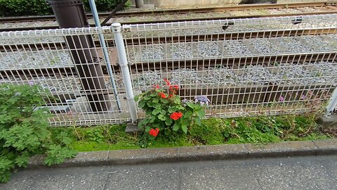 Roses near to a tram railway.