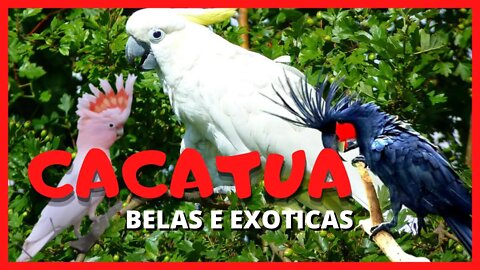 TOP CACATUAS - lindas e exóticas - canal top 10