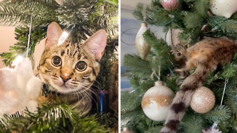 Kitten Goes On The Naughty List For Destroying Christmas Tree