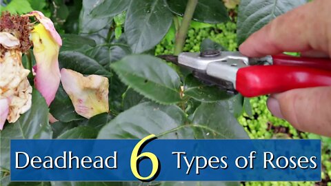Deadhead 6 Types of Roses (including Knockout)