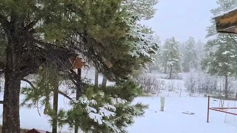 Fat Fluffy Snowflakes, No Internet & No Phone Service across Entire Town, Southern Colorado