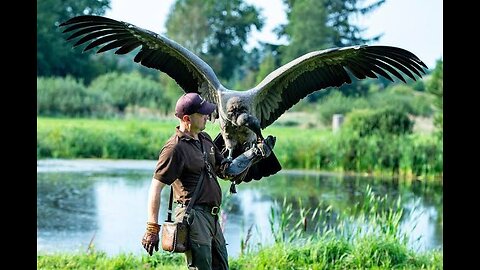 4BEL-The Get Back..!!🦅#birds#trainer#eagle