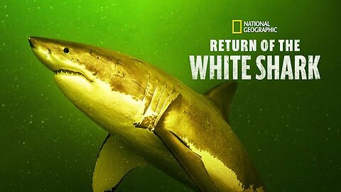 GREAT WHITE SHARK|NATGEO DOCUMENTARY DOCUMENTARY