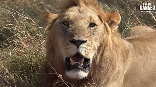 Young Lion In The Maasai Mara | Kenyan Safari | Zebra Plains