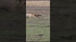 Part 3 unbelievable 😱 Hare 🐇 with high speed chasing from two Greyhounds Dogs 🐕 Galgos y liebres
