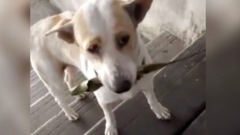 Perrito agradecido lleva regalos a su rescatista cada día para mostrarle gratitud por su ayuda