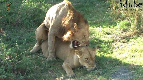 WILDlife: Pairing Lions In The Afternoon