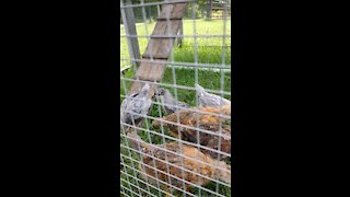 Homestead Tread Ep. 2 Chickens into coop