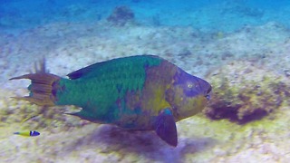 Giant rainbow parrotfish crucial to reef survival