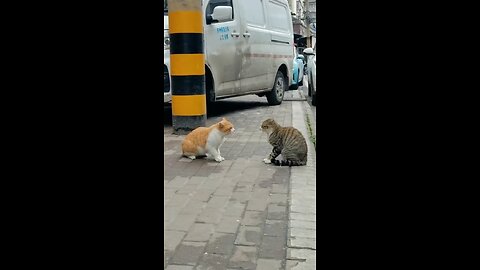 Cat fighting in the street