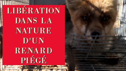 Libération d´un renard piégé par cage. De retour dans la nature.
