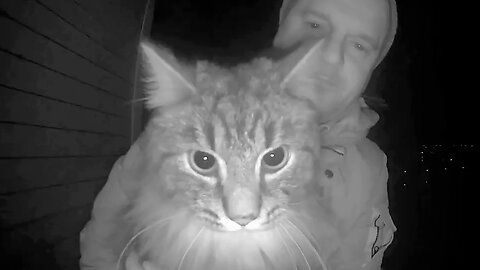Curious Cat Sniffs And Investigates Doorbell Camera