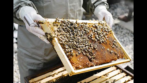 How bees make honey Pumping honey Honey harvesting