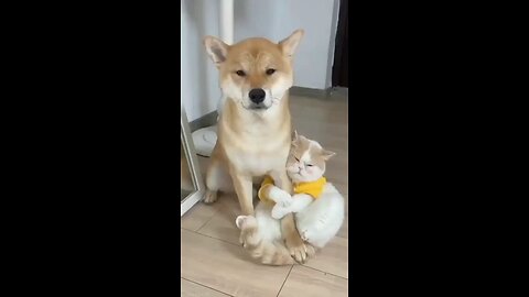 Best Funny Cute Dogs Viral Clips__ @funny Pet Animals @shorts Video__ @trend