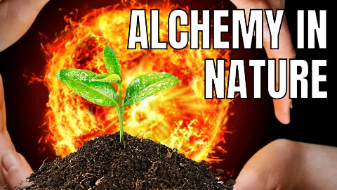What is the Relationship Between Nature and Alchemy? [Phoenix Aurelius]​