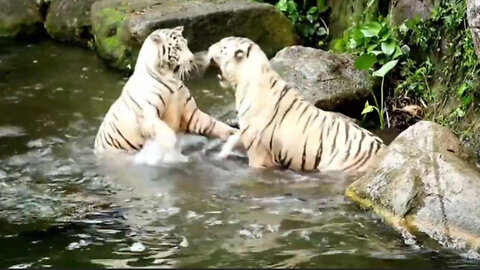 The Ultimate Tiger Fight - Tiger - Animals