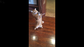 Funny Cat gets Claws stuck in Catnip Toy