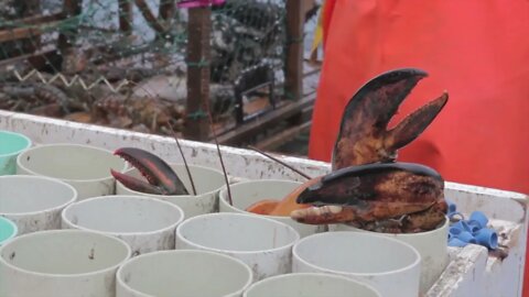 commercial lobster fisherman and their lobsters