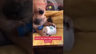 Cutest & Funny Dog Videos| Try Not To Laugh| #shorts