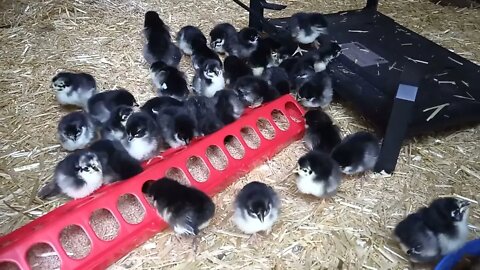New chicks - Black Australorp