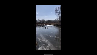 Frozen River Thawing Out.