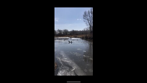 Frozen River Thawing Out.