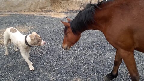 Young brumby gelding colt charges dog. Is this dangerous? Introducing dogs to horses - 9 month pup