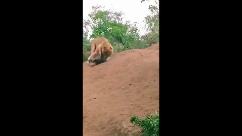 Lion attack baby hyena #wildlifemagictv#wildlife#animals #Nature #Wildlife