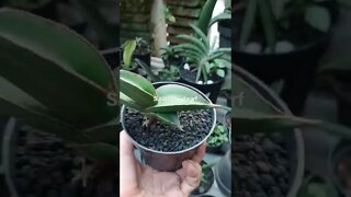 sansevieria