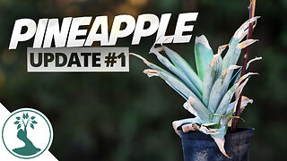 IT LIVES!! Growing a Pineapple Plant Top - UPDATE #1