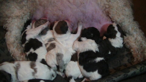 5 day old Baby cavapoo puppies are so darling..