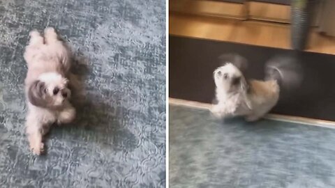 Small Puppy loves to dance