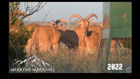 Bowhunting Aoudad | Palo Duro Caynon | West Texas Aoudad