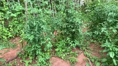 Prepper Garden - Walking Through My Wild Garden