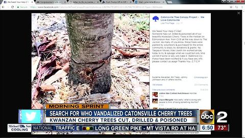 Police search for suspect in Catonsville cherry tree vandalism