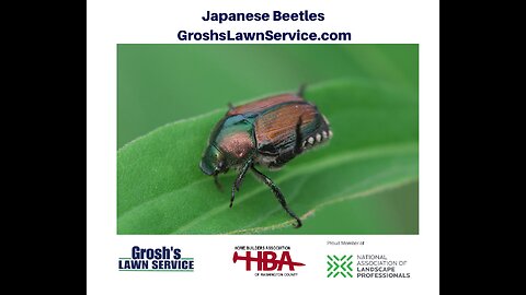Japanese Beetles Rohrersville Maryland Lawn Care Treatments