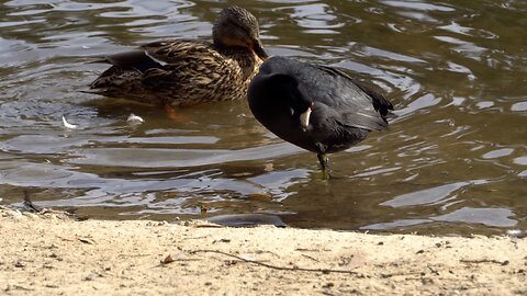 CatTV: Standing Ducks