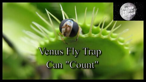 The Venus Flytrap Counts to Capture its Prey (Earth Friends Playlist)