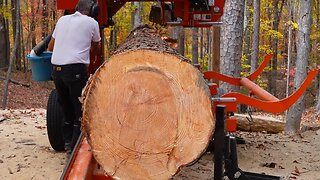 Milling HUGE Pine Logs! Beautiful!