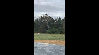 Military plane flys over house