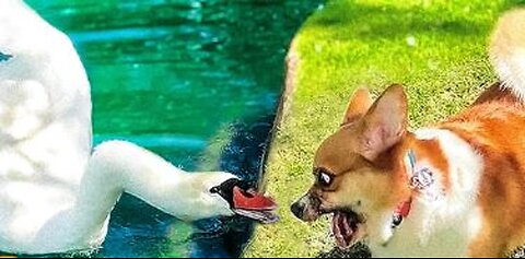 swan shows dog who's boss!