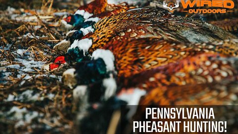 Pennsylvania Pheasant Hunting