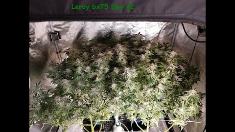 The Leroy BX75 by The BigKush "Just the Tip!" Episode 11 Day 62 Strong finish time to chop! 🪓💪👍🤙✂❄🔨