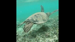 Sea Turtles in Hawaii