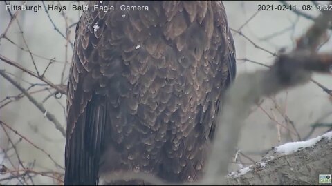 Hays Eagles Mom closeup on nest branch 2021 02 11 818AM