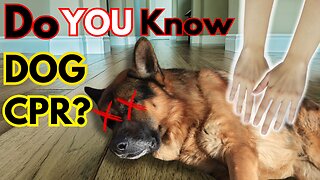 Knowing Dog CPR Could Save a Life... WATCH THIS VIDEO!!!