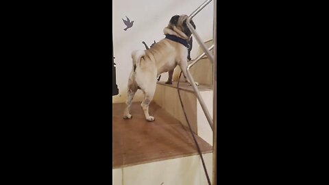 Funny pug video