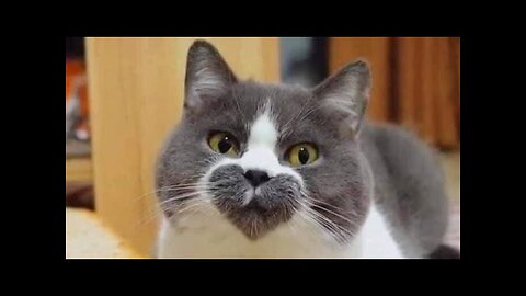 😂 Funniest Cats and Dogs Videos 😺🐶 || 🥰😹 Hilarious Animal Compilation №68