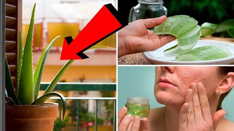 It's Incredibly Easy To Grow Healing Aloe Vera At Home, Here's How...