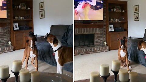 Boxers howl along to video of boxers howling on TV